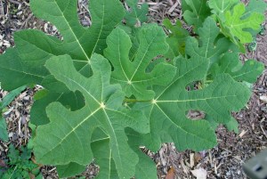characteristic Mongibello fig leaf