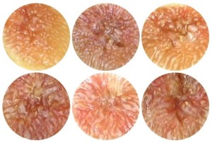 improved-celeste-pulp-color