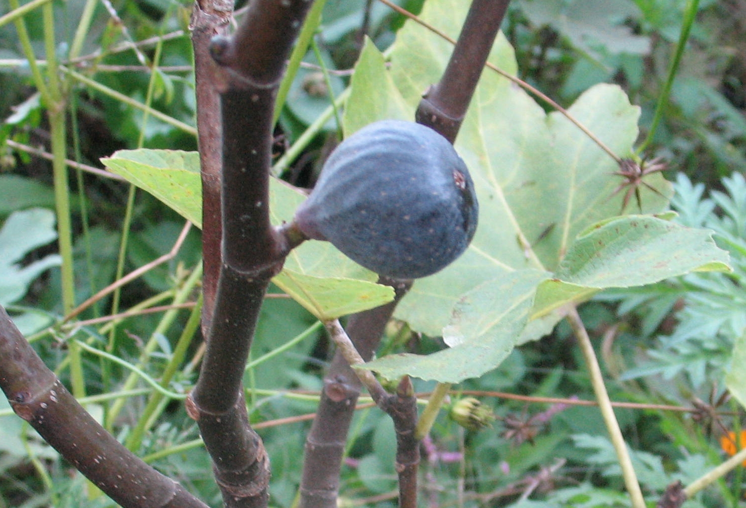 Figo Ridge figo-preto-5 – Mountain Figs