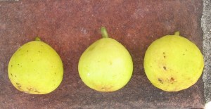 mary-lane-15-1024x530