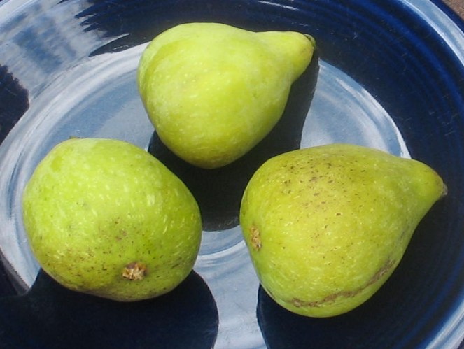 Desert King breba (13)