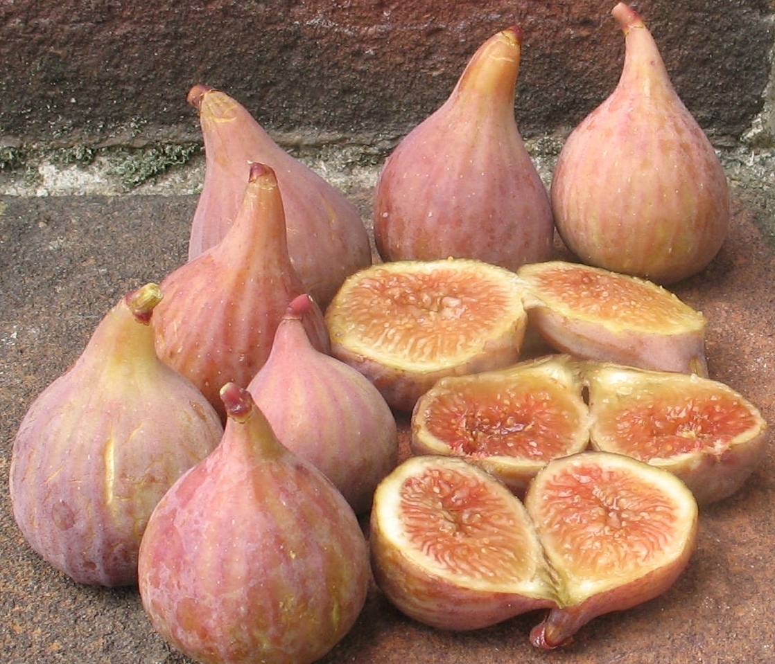 LSU Figs – Mountain Figs