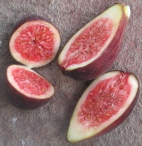 violette-de-bordeaux-petite-negri