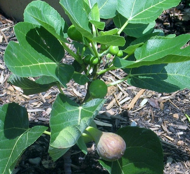 improved-celeste-fig-tree