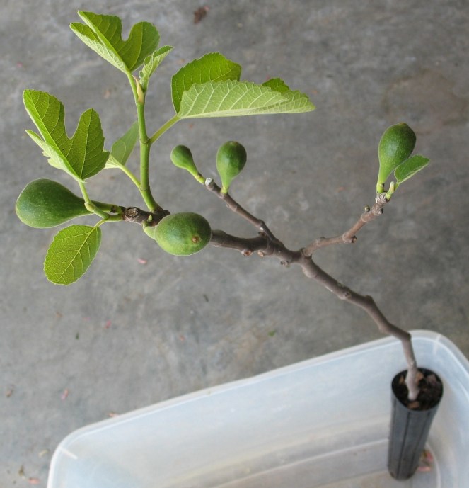 O'Rourke brebas (984x1024)