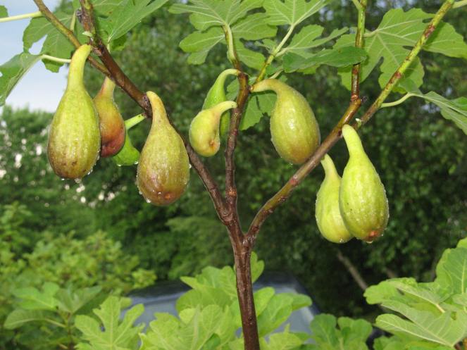 Nordland breba Niagara Black (6)