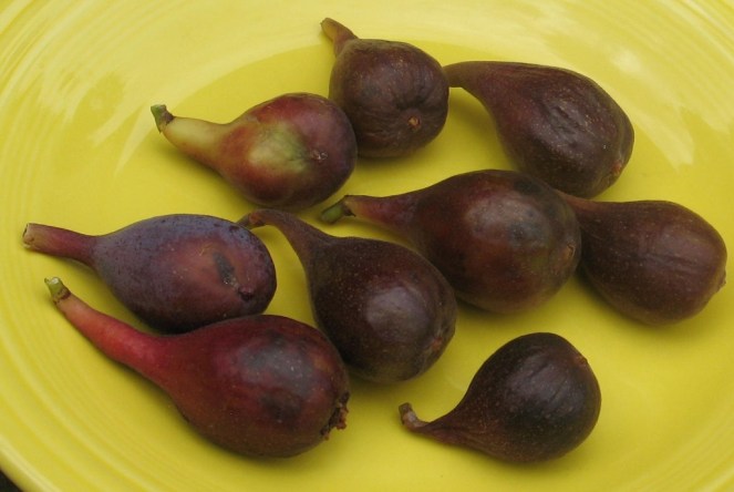 O'Rourke breba figs (2) (1024x686)