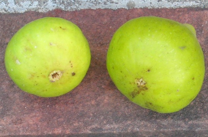 San Miro Piro brebas (5) (1024x677)