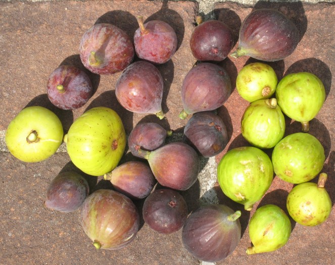 lots of figs Tiger Improved Celeste Brooklyn White Mt Etna Trojano Unknown Italian White Lemon (20)