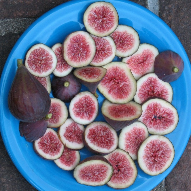 Mt Etna (2) (1021x1024)