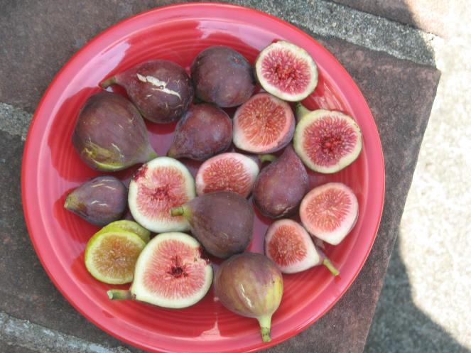 plate of figs Tiger O'Rourke Mt Etna Peter's Honey (15)