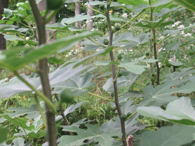 productive Etna bushes