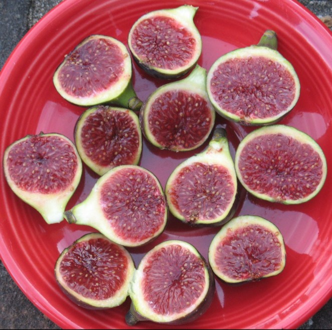 Figo Preto (11) (1024x1018)