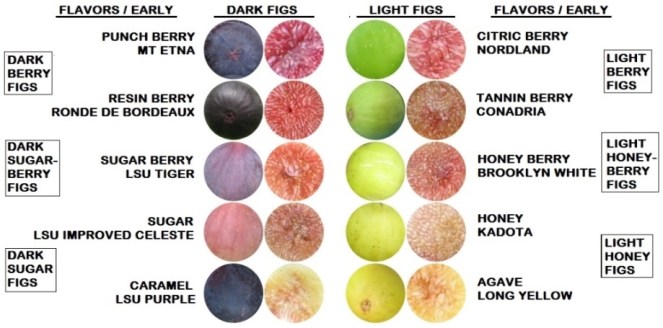 10 early dark light flavors pulp