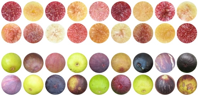fig fruit sking and pulp circles