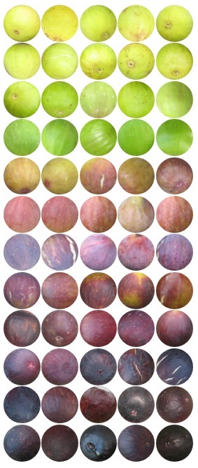fig skin spectrum