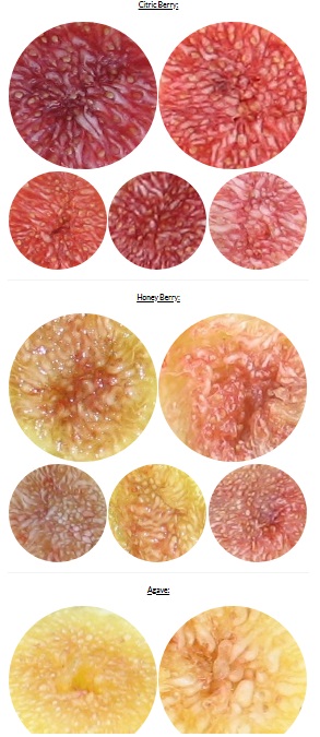 pulp by flavor profile